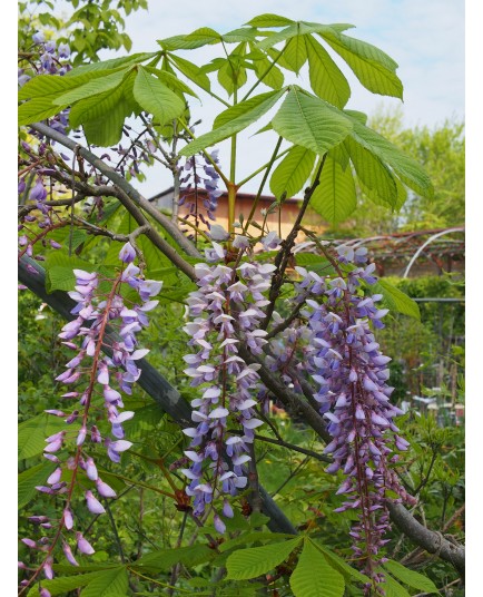 Wisteria floribunda 'Texas Purple' - glycine de Chine