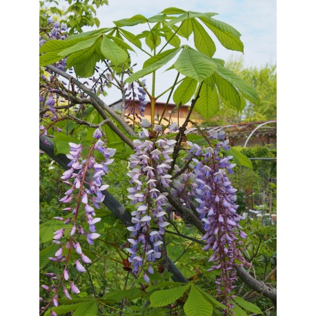 Wisteria floribunda 'Texas Purple' - glycine de Chine