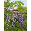 Wisteria floribunda 'Texas Purple' - glycine de Chine