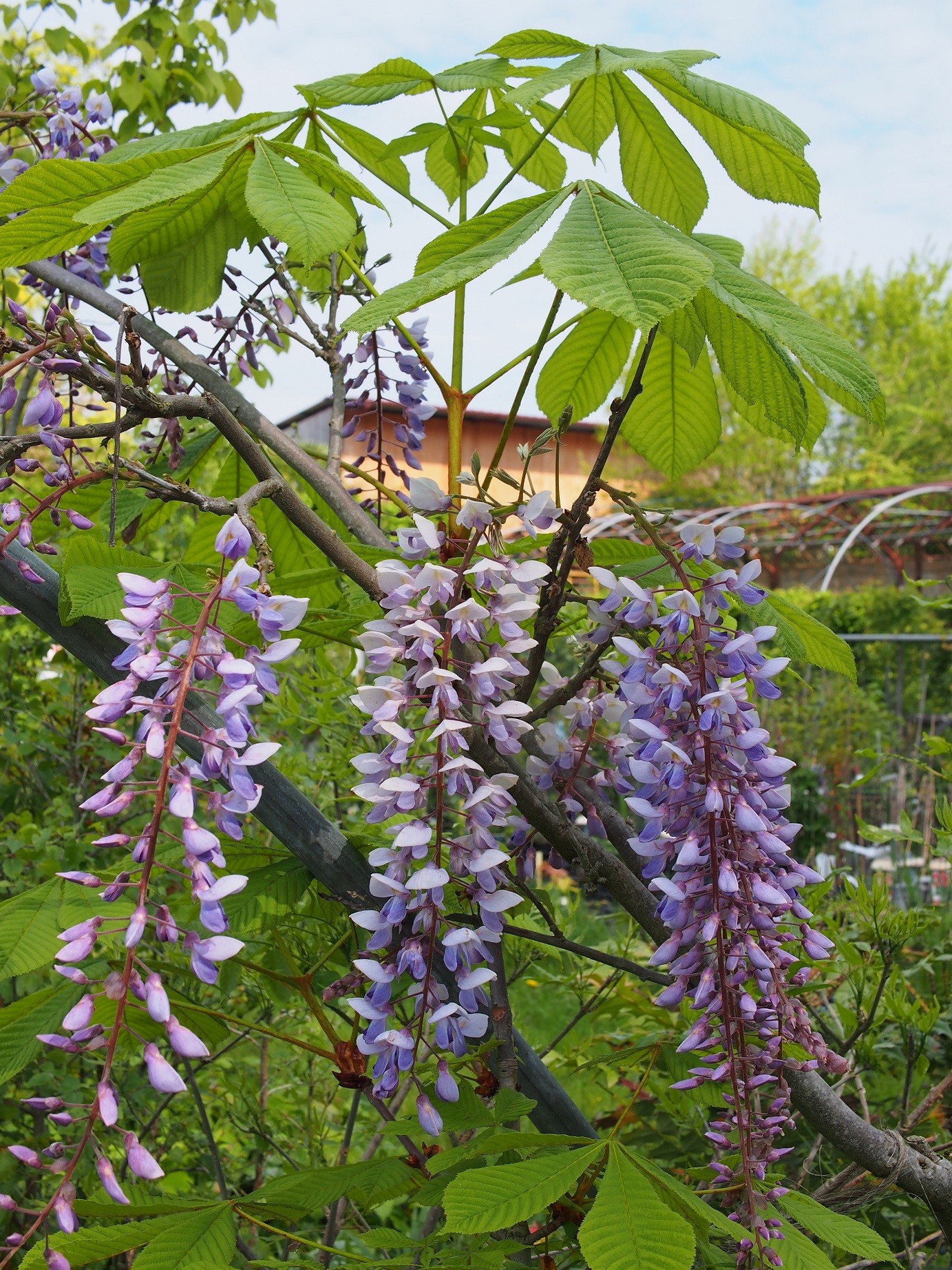 Wisteria floribunda Texas Purple - glycine