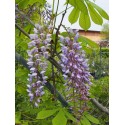 Wisteria floribunda 'Texas Purple' - glycine de Chine