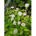 Spiraea nivea x