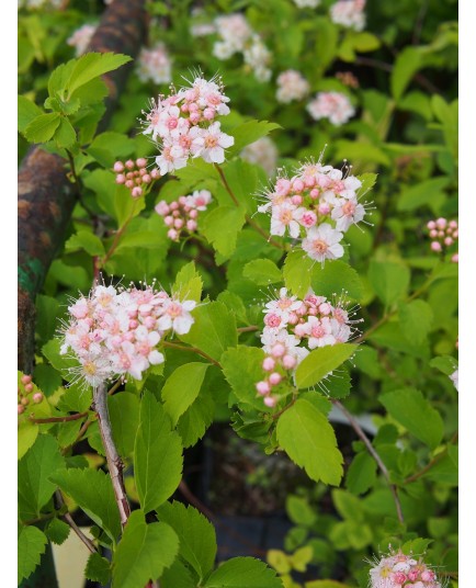 Spiraea nivea x