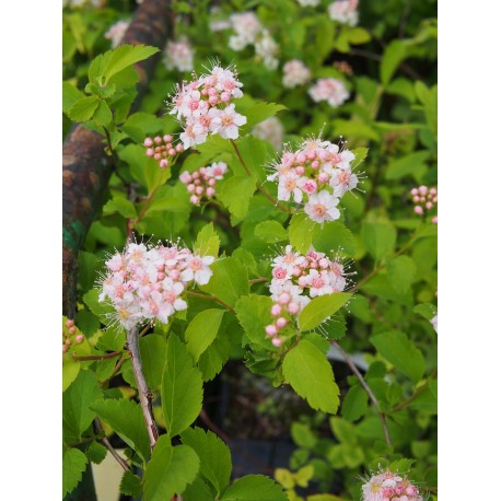 Spiraea nivea x