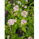 Spiraea nivea x