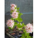 Spiraea nivea x