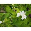 Philadelphus virginalis x 'Glacier' - seringat