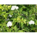 Spiraea rosthornii - Spirée