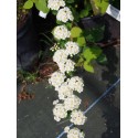 Spiraea nipponica 'June Bride' - spirée nippone