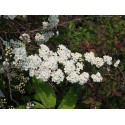 Spiraea nipponica 'June Bride' - spirée nippone