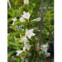 Weigela 'Mont Blanc' - weigelia blanc