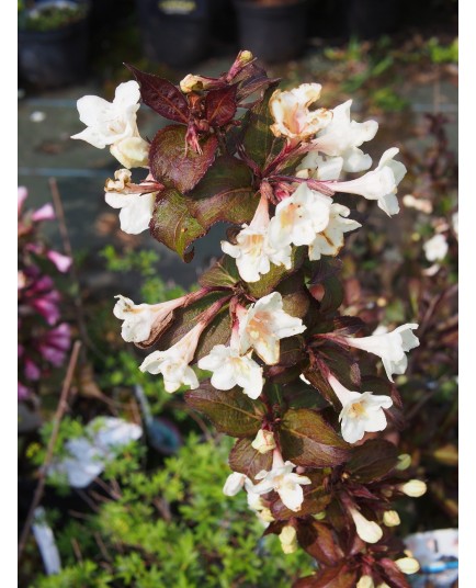 Weigela ' Ebony & Ivory' ®