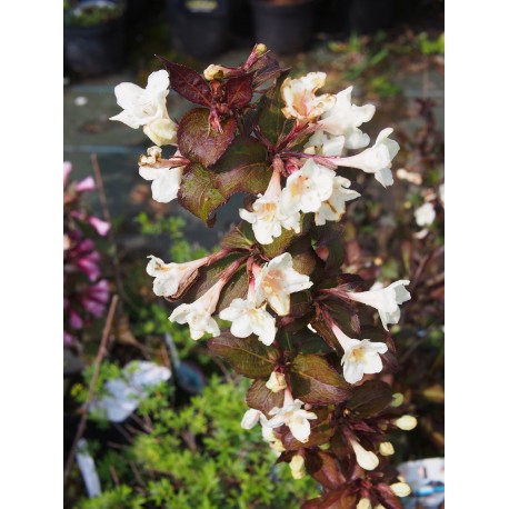 Weigela ' Ebony & Ivory' ®