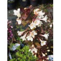 Weigela ' Ebony & Ivory' ®