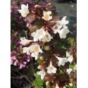 Weigela ' Ebony & Ivory' ®