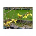 Forsythia intermedia x 'Tremonia'