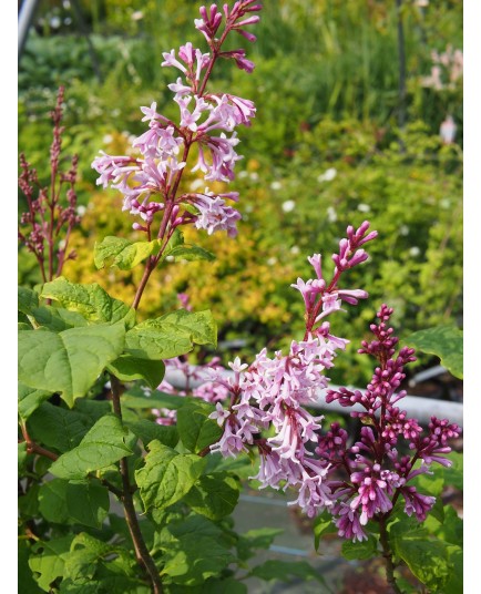 Syringa 'Josée' - lilas nain