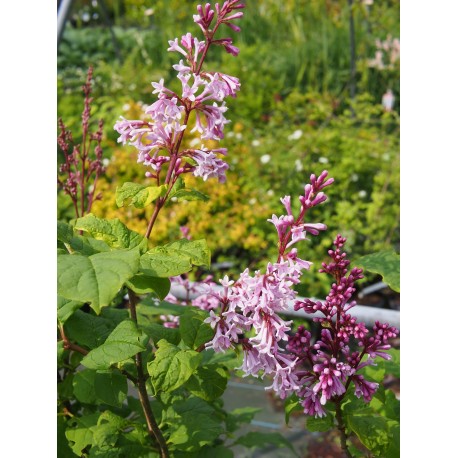 Syringa 'Josée' - lilas nain