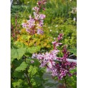 Syringa 'Josée' - lilas nain