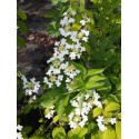 Viburnum plicatum 'Kilimandjaro' - Viorne du japon, viorne à plateaux