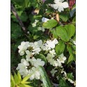 Viburnum plicatum 'Kilimandjaro Sunrise'® - viorne à plateaux