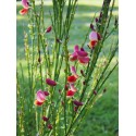 Cytisus scoparius 'Palette'