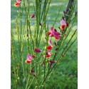 Cytisus scoparius 'Palette'