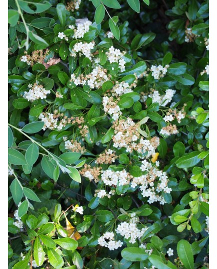 Pyracantha 'Alexander Pendula' Renolex