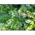Pyracantha 'Alexander Pendula' Renolex