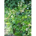 Pyracantha 'Alexander Pendula' Renolex