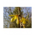 Forsythia intermedia x 'Tremonia'