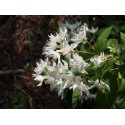 Deutzia discolor