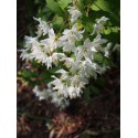 Deutzia discolor