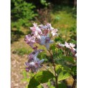 Deutzia elegantissima x 'Rosealind'