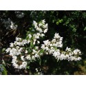 Deutzia glauca