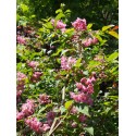 Deutzia hybrida x 'Perle Rose'