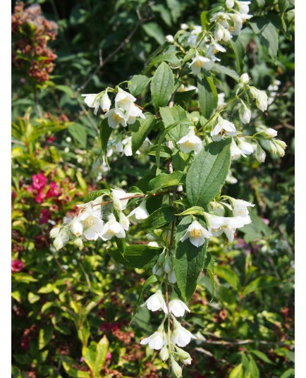 Philadelphus polyanthus x 'Boule d'Argent' - seringat