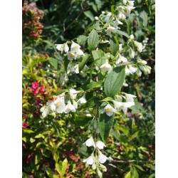 Philadelphus polyanthus x 'Boule d'Argent' - seringat