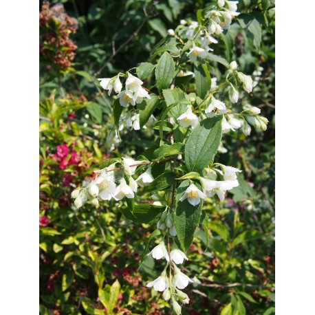 Philadelphus polyanthus x 'Boule d'Argent' - seringat