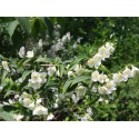 Philadelphus purpureo maculatus x 'Sybille' - Seringat