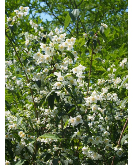 Philadelphus purpureo maculatus x 'Sybille' - Seringat