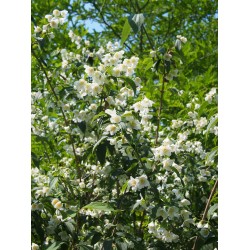 Philadelphus purpureo maculatus x 'Sybille' - Seringat