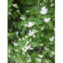 Philadelphus sericanthus - Seringat