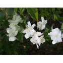 Philadelphus virginalis x 'Glacier' - seringat