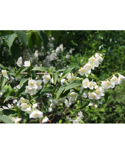 Philadelphus purpureo maculatus x 'Galathée' - seringat