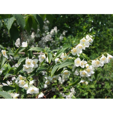 Philadelphus purpureo maculatus x 'Galathée' - seringat