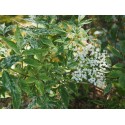 Sambucus nigra 'Pulverulenta' - Sureau à feuille poudrée