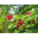 Weigela 'Emile Gallé' - weigelia