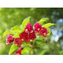 Weigela 'Emile Gallé' - weigelia