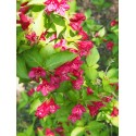 Weigela 'Lucifer' -Weigelia